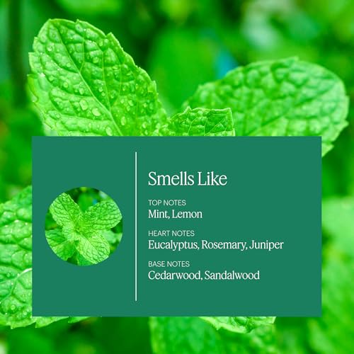 Aera Mini Hygiene Mint Eucalyptus Essential Oil