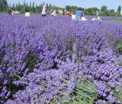 Natural Dried Lavender Buds 200g for Candles and Sachets