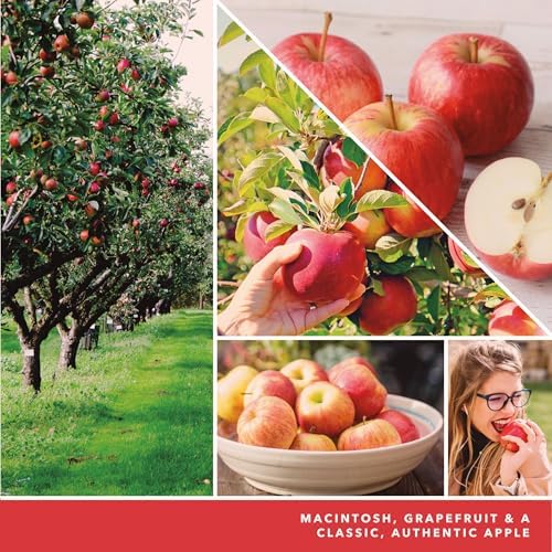 Yankee Candle ScentPlug Refill Macintosh Pack of 2