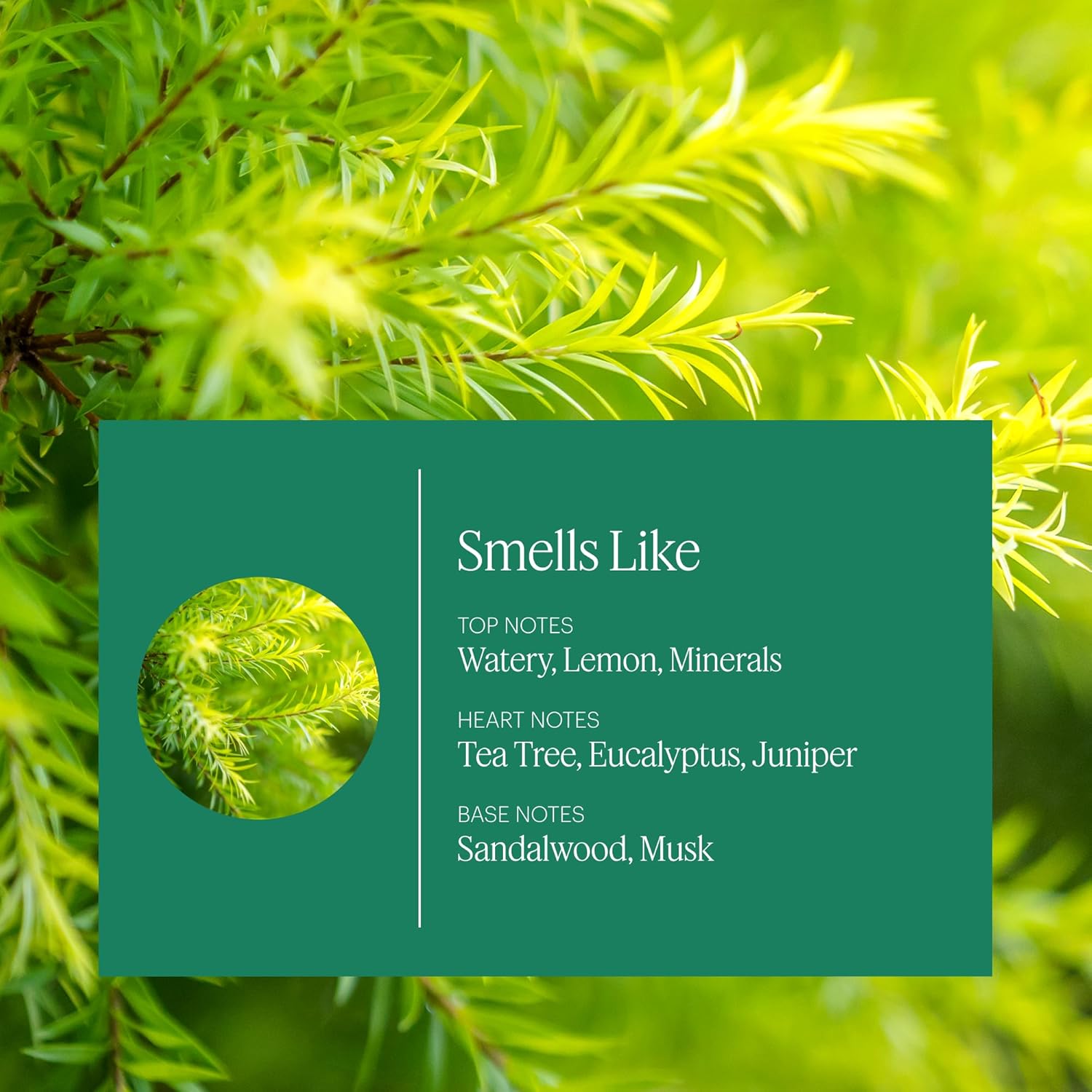 Aera Home Scent Refill - Tea Tree Juniper Sage Essential Oil